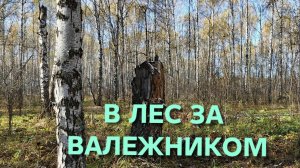 Собираю валежник в лесу и делаю это правильно