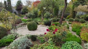 Посадка гиацинтоидеса испанского, злаки и роза Манстед Вуд 14.10.2025 г. Пятигорск.