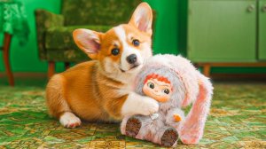 ВАКУКУ МОЯ НОВАЯ ЦЫПОЧКА!! Корги Коржик Говорящая собака