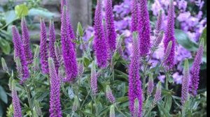 3 МНОГОЛЕТНИКА, которые легко можно вырастить из семян. Обязательно посейте эти цветы