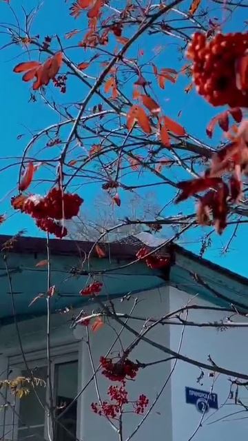 Золоченые купола