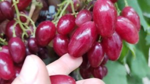 НОВИНКА ВКУСНЯШКА НА МОЁМ ВИНОГРАДНИКЕ!!!🍇🍇🍇 Telegram, WhatsApp и Vlber +79528500417.