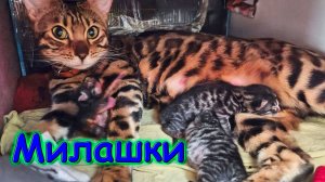 Ириска родила чудесных котят! (10.25г.) Семья Бровченко.