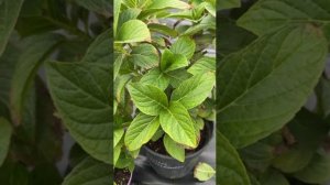 Вот что будет если правильно пересадить растение