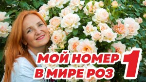 РОЗА НОМЕР 1 В МИРЕ. КРАСОТА И АРОМАТ ВОСХИЩАЕТ КАЖДОГО. ОБРЕЗКА ЧАЙНО-ГИБРИДНЫХ И СРЕЗОЧНЫХ РОЗ