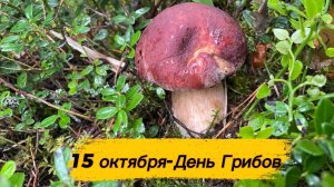 И снова в лес за грибами