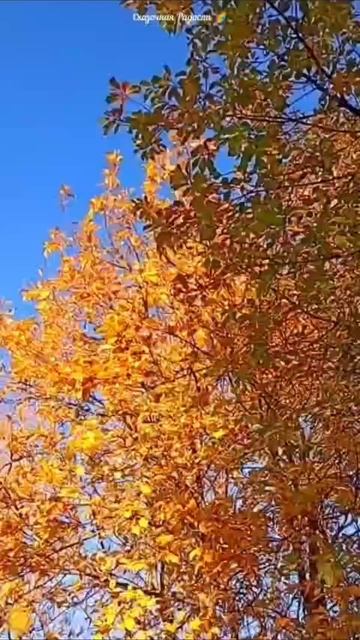 #солнечный #день #осенний #лес #красивый #осень2025год #саратов #событиедня #14октября2025год #прир смотреть онлайн