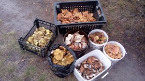 Сказочный лес полный грибов!!Грибы 2025#