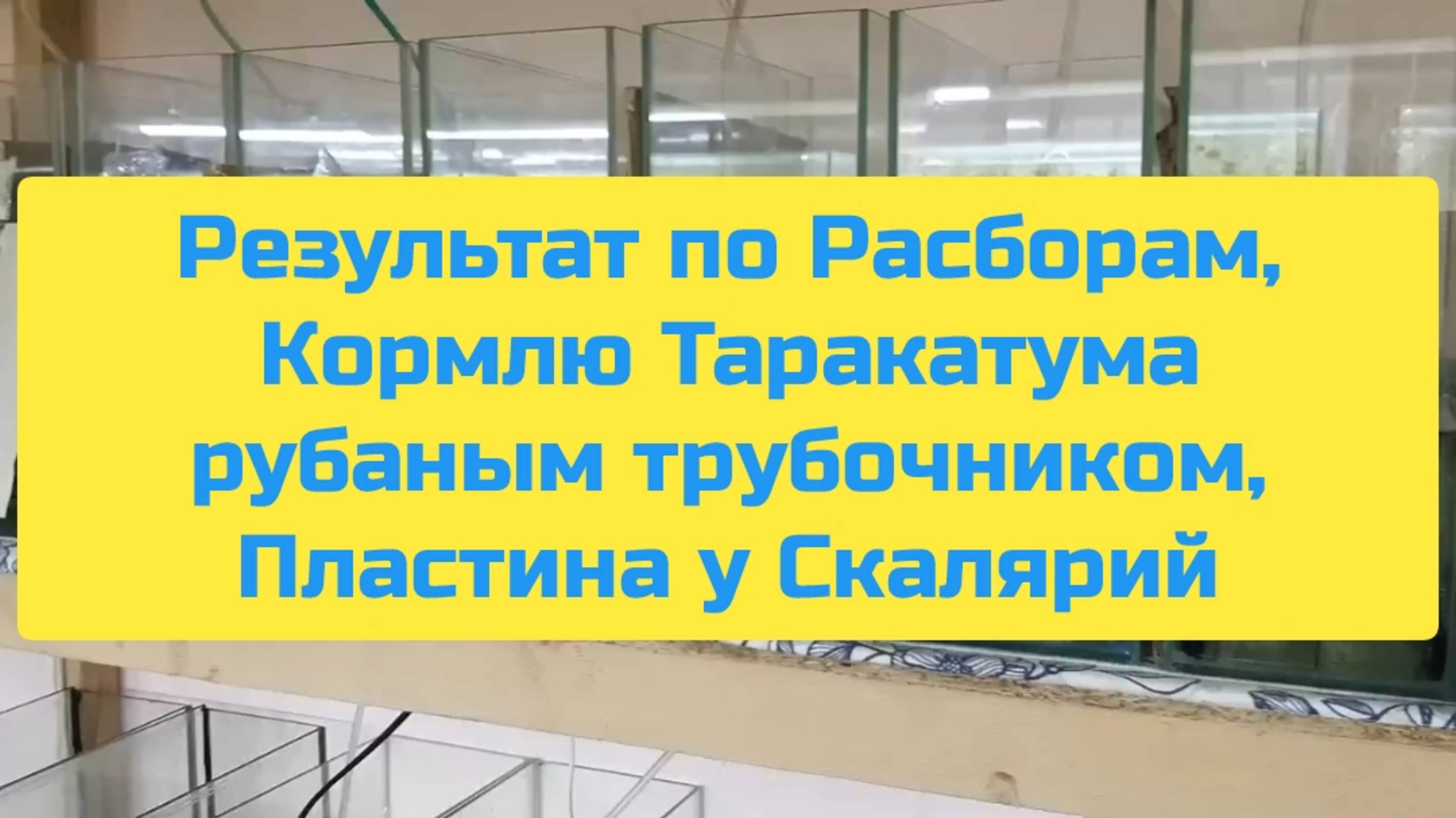 РЕЗУЛЬТАТ ПО РАСБОРАМ, КОРМЛЮ ТАРАКАТУМА РУБАНЫМ ТРУБОЧНИКОМ, ПЛАСТИНА У СКАЛЯРИЙ смотреть онлайн