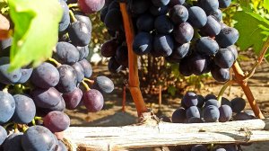 💁🍇 Как я вырастила виноград в Подмосковье сначала и до сбора урожая 🍇🍇🍇.
