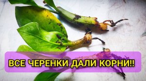 Продавцы цветов не хотят, чтобы вы узнали об этом способе размножения ЗАМИОКУЛЬКАСА !!!