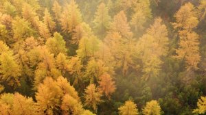 Осенняя тайга в утреннем тумане с высоты птичьего полёта