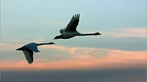 Лебединая верность...Очень трогательная,красивая песня...