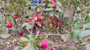 Ханикрисп (Honeycrisp) -сорт яблони