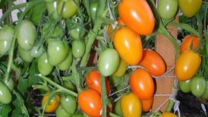 Томаты для баночек! Детерминантные низкорослые сорта для открытого грунта.