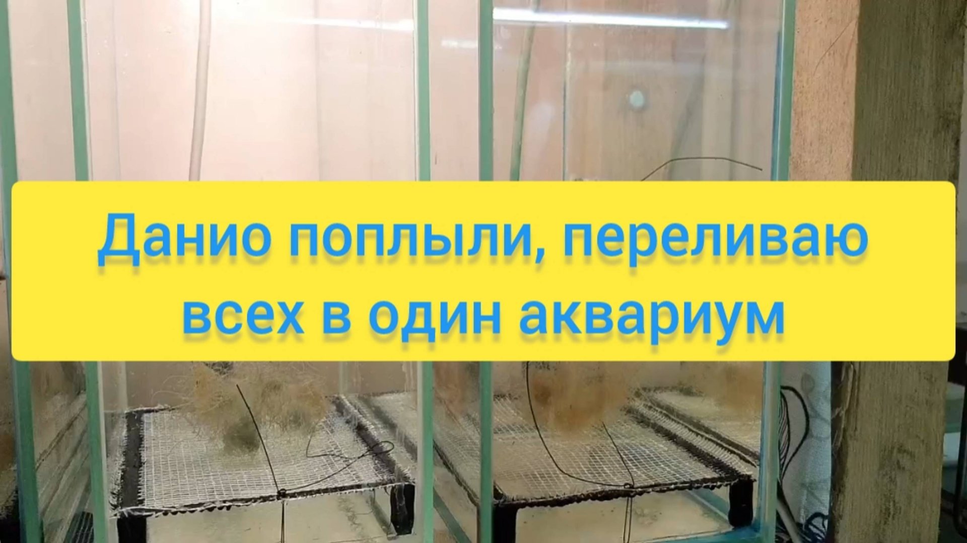ДАНИО ПОПЛЫЛИ, ПЕРЕЛИВАЮ ВСЕХ В ОДИН АКВАРИУМ смотреть онлайн