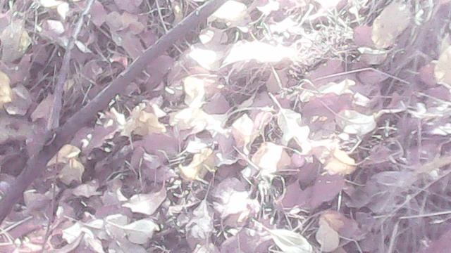 Влагозарядковый полив яблони-китайки