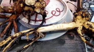 ДЕВЯСИЛ. ЛЕЧЕНИЕ ЖЕЛУДКА, АСТМЫ, АРТРИТА и других болезней .УНИКАЛЬНОЕ РАСТЕНИЕ