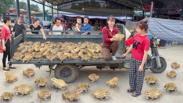 Buy A Lots Of Big Frog From Frog Farmer, Use 3-Wheeled Truck Transport Many Frogs Go To Market Sell.