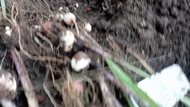 Гладиолусы. Выкопала гладиолусы. Зреет перец. смотреть онлайн