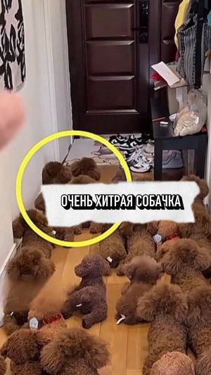 Очень Хитрая Собачка😄