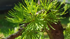 Свобода Душевного Восприятия И Самовыражения