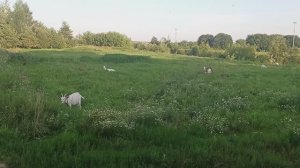 🐐Козочки на лугу🐐Летняя идиллия🐐