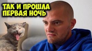 Влог, Что случилось с котёнком за 24 часа? Kratzbaum домик для кошки