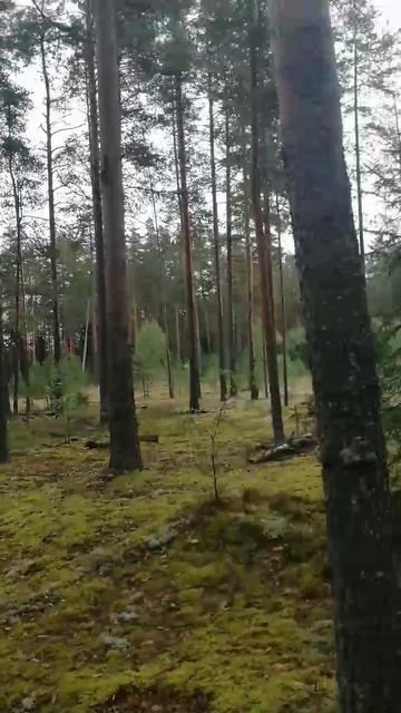 Тихая охота смотреть онлайн