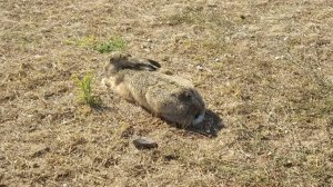 Самый смелый заяц