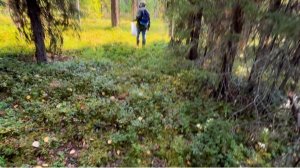 Волосы дыбом от увиденного. Тихая охота быстро закончилась.