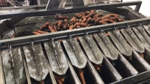 Фасовка грязной моркови по 25 кг. Работа многоканальной весовой станции SEMER (СЕМЕР).