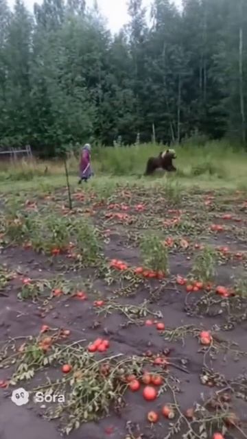 Напугала бедного Мишку!