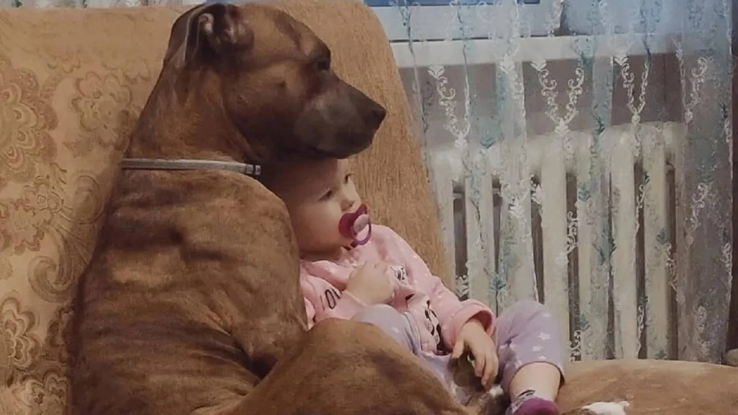 Приют Бим,Омская область, Азово. Ирина Усова и её 137 собак,в основном старые, слепые, инвалиды.