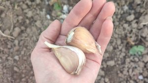 Как вырастить крупный чеснок.Проверенный способ )))))))))))