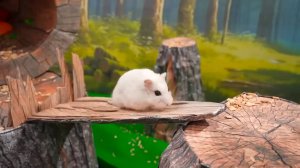 🐹Хомячки проходят полосу препятствий в лабиринте Лесопилки🔥