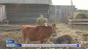 Чудо-корова и домашний сыр: житель Тяжина оформил социальный контракт