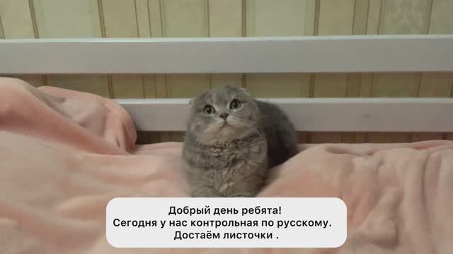 Момент из школы котов.