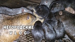 Теперь НУТРИЯМ свёклу тру на тёрке. 14.10.25