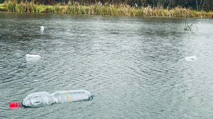 НЕ ДУМАЛ ЧТО ОНА ЕЩЕ КЛЮЕТ!! РАССТАВИЛ БУТЫЛКИ, ЗАКИНУЛ ПОПЛАВОК в КАМЫШ и ПОНЕСЛОСЬ. ОСЕННИЙ ЖОР.