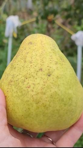Самый сочный и сладкий сорт Груши.Дегустация урожая 25 года