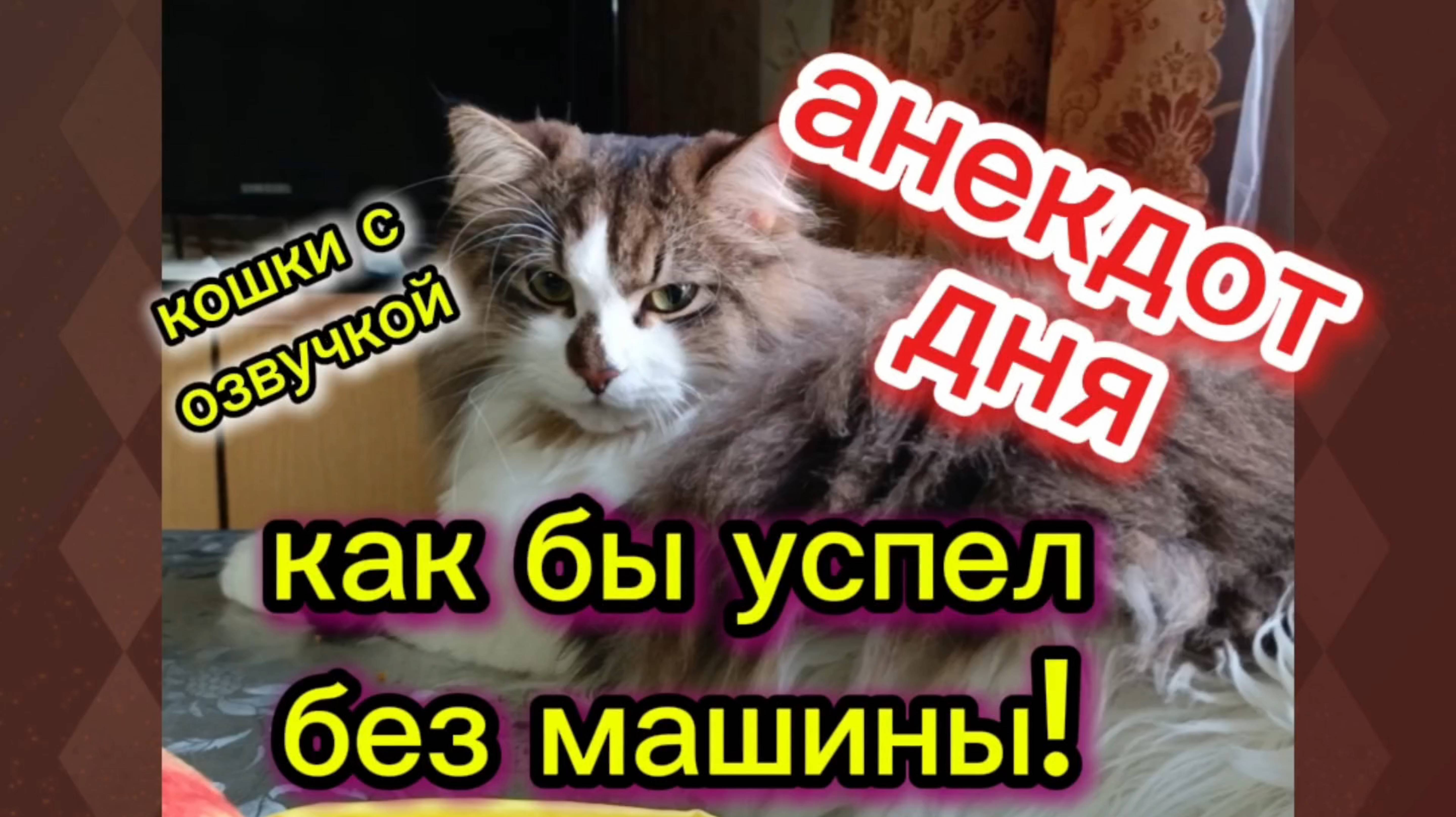 Анекдот дня смотреть онлайн