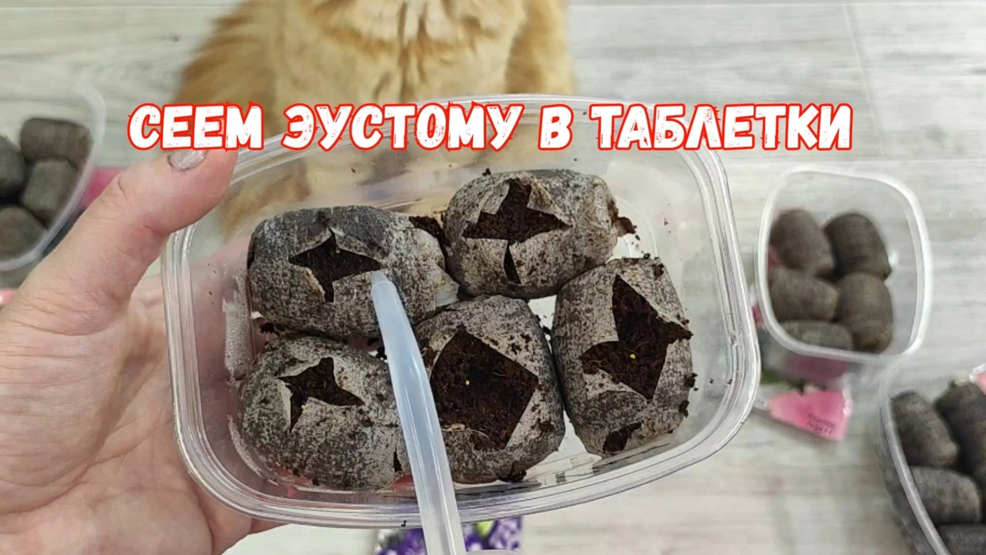 Как правильно посеять ЭУСТОМУ в таблетки Показываю легкий способ, все семена взойдут смотреть онлайн