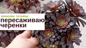 199. Рассаживаю черенки и отвечаю на вопросы