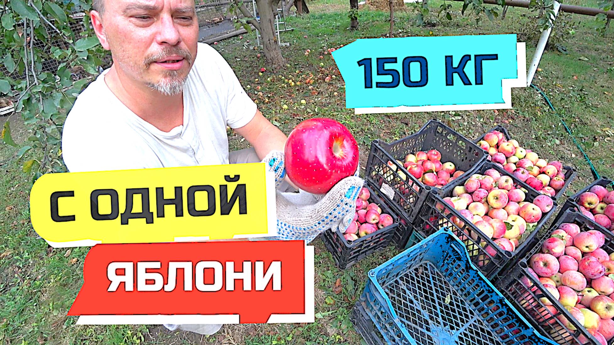 973 серия Влог. РЕКОРДНЫЙ УРОЖАЙ ЯБЛОК /150 кг в час/ СОБРАЛА СЕМЬЯ ИЗ СТАНИЦЫ ДИНСКАЯ. Грабли Live смотреть онлайн