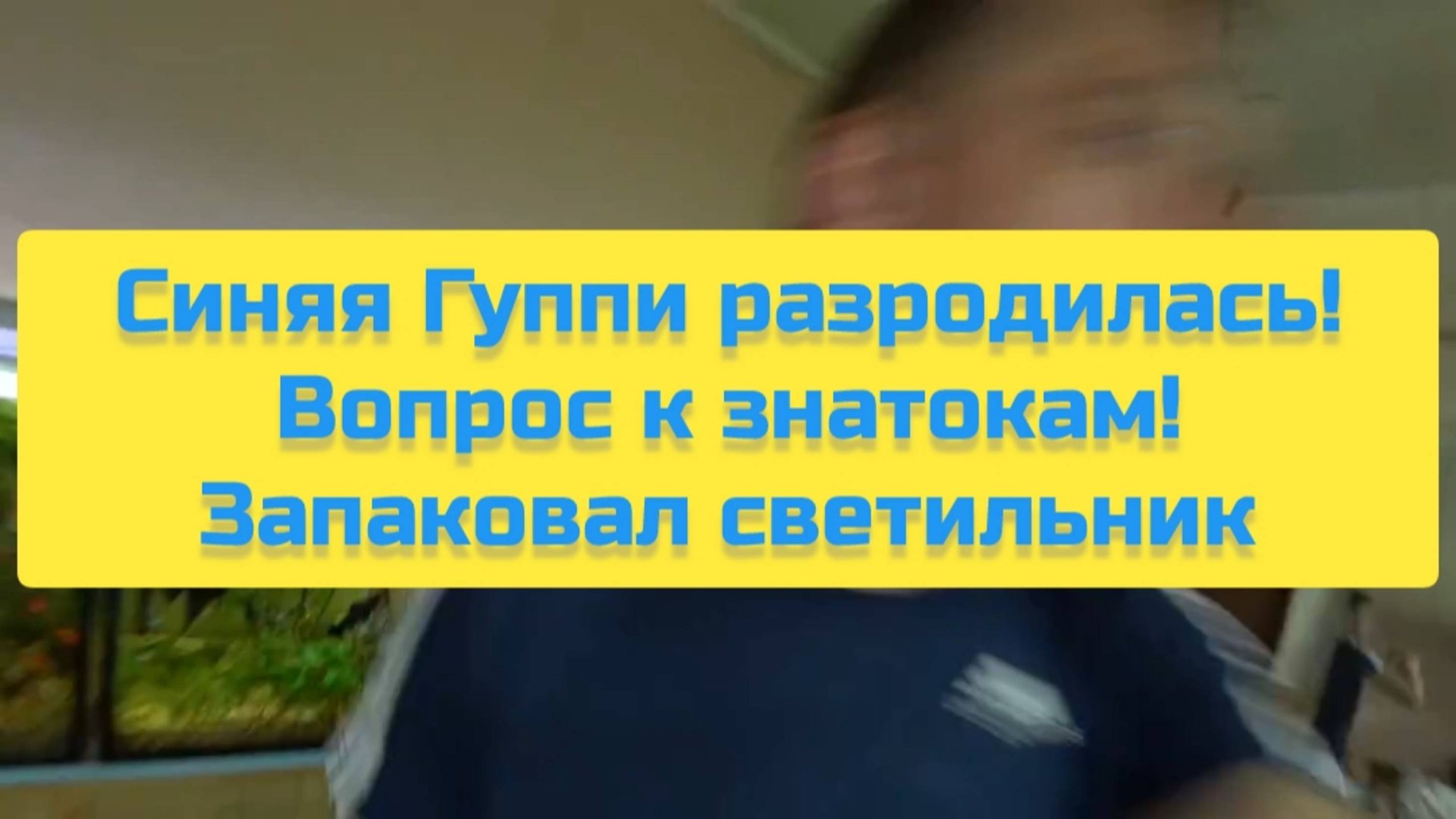 СИНЯЯ ГУППИ РАЗРОДИЛАСЬ! ВОПРОС К ЗНАТОКАМ! ЗАПАКОВАЛ СВЕТИЛЬНИК смотреть онлайн