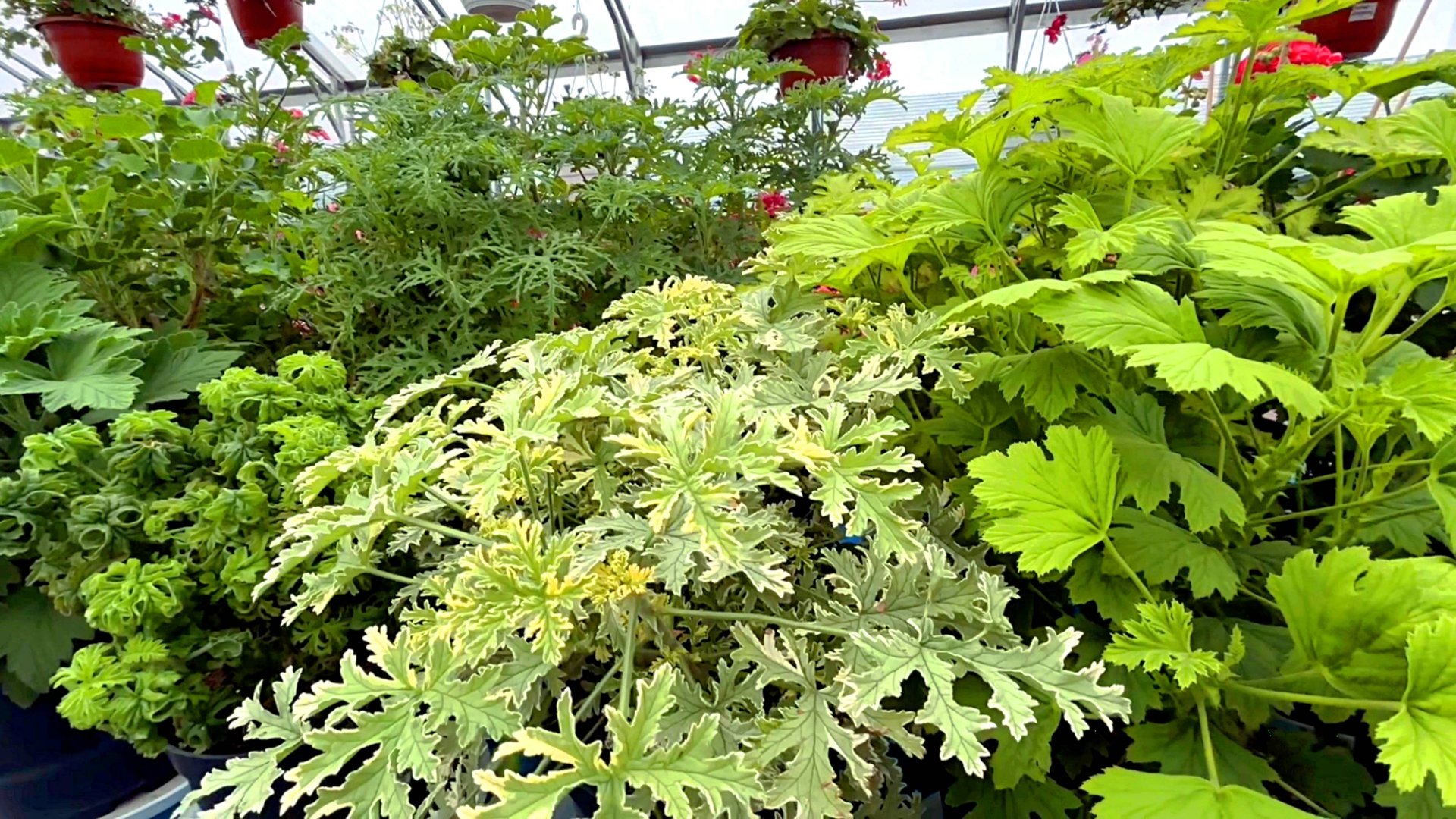 Обзор 40 сортов душистых пеларгоний. смотреть онлайн