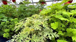 Обзор 40 сортов душистых пеларгоний.