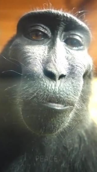 ОБЕЗЬЯНА СИГМА НА ТВЕРСКОЙ смотреть онлайн