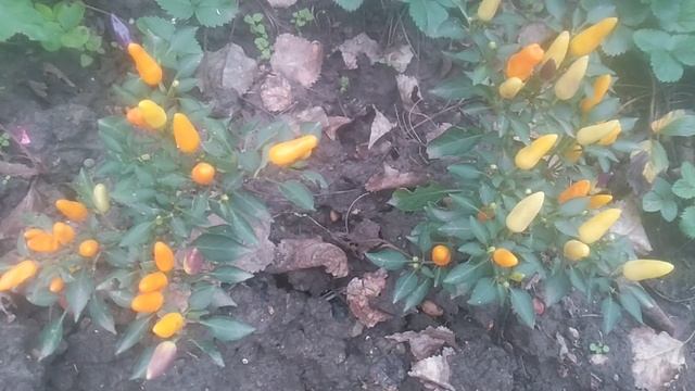 Декоративные перцы (Capsicum annuum), которые являются разновидностью перца чили.